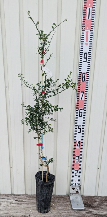 楽天市場】【選べる現品】フィンガーライム リトルルビー(レッド系