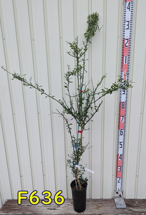 楽天市場】【選べる現品】フィンガーライム リトルルビー(レッド系