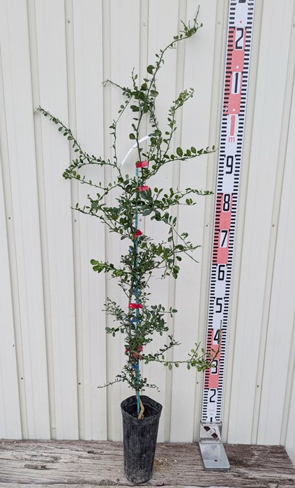 楽天市場】【現品F633】フィンガーライム「リトルビューティー」5号