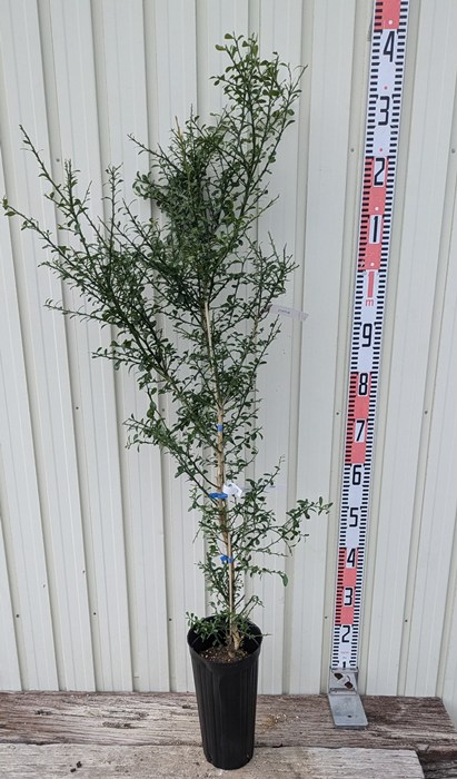 4年生　フィンガーライム接木苗／レインフォレストパール　8号鉢植え　果実鈴なり 4年生 フィンガーライム接木苗／レインフォレストパール 8号鉢植え