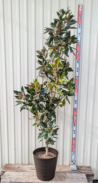 楽天市場】わい性タイサンボク 【リトルジェム】 根巻き大苗 大型宅配