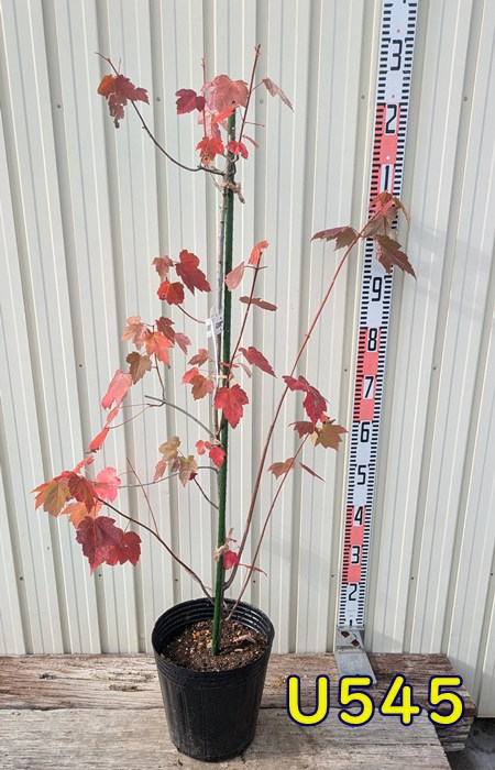 楽天市場】【現品】アオイタヤカエデ（青板屋） 苗木 樹高80cm K256