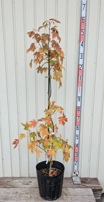 楽天市場】【現品発送】シギタツザワモミジ(鴫立沢紅葉) 8号鉢植え