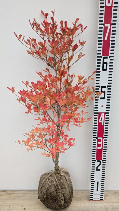 楽天市場】【現品】ドウダンツツジ 苗木 W50cm×D50cm×H100cm R711