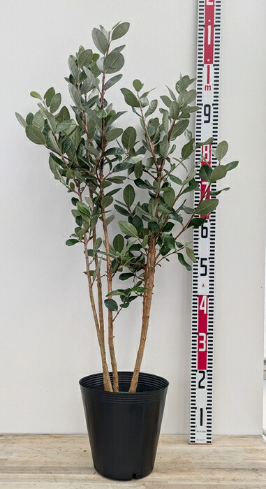 楽天市場】【現品】フェイジョア トライアンフ 苗木 特大サイズ 樹高約