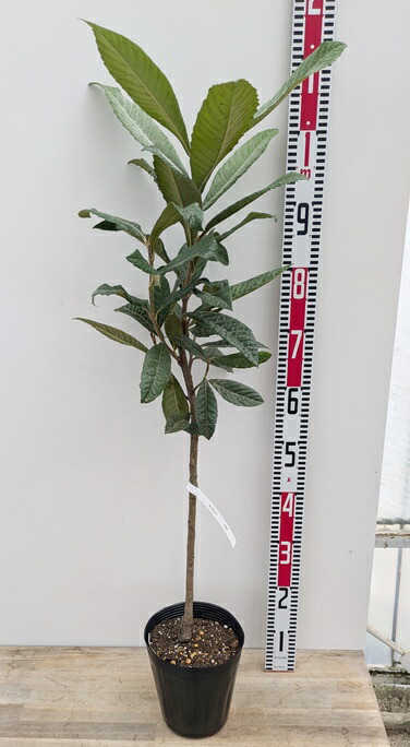 ビワ苗木　大房接木 2本同梱　自家製酵素栽培　完全無農薬 楽天市場】□優良2年生大苗□ ビワ 苗 【大実 富房 （とみふさ）】 2