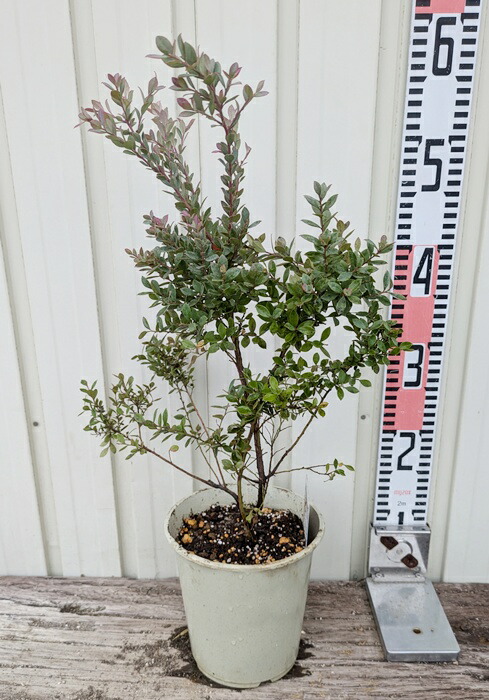 楽天市場】カリステモン(ブラシノキ) ホワイトアンザック（白花） 株