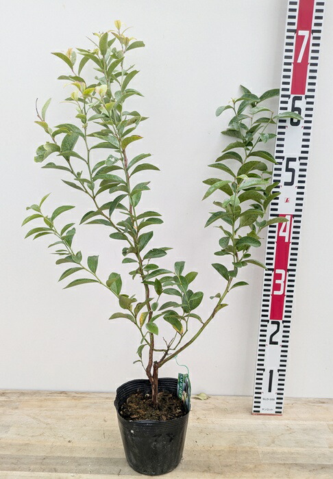 楽天市場】【2品種セット/園芸肥料付き】ブルーベリー ノビリス