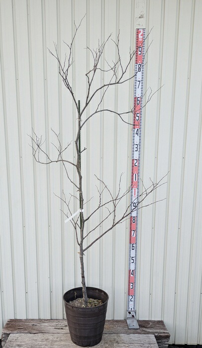 楽天市場】【現品】アメリカハナズオウ ルビーフォールズ 10号