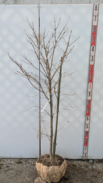 楽天市場】【選べる現品】アオダモ 株立ち 苗木 樹高1.8m～ : 千草園芸