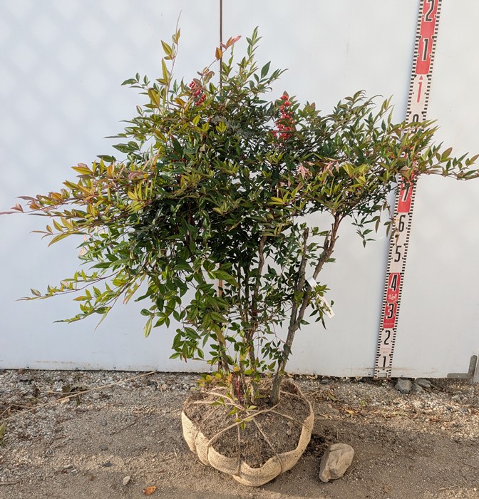 楽天市場】ツリバナ 苗木 6号 樹高約80cm : 千草園芸