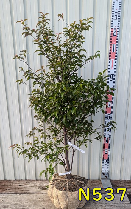 楽天市場】【現品】常緑エゴノキ（トキワエゴノキ）苗木 樹高1.2m