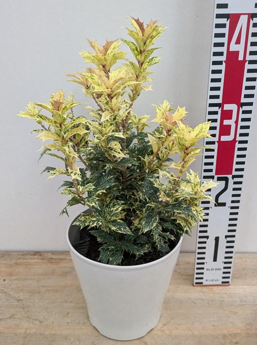 楽天市場】五色柊 （ゴシキヒイラギ） 5号ポット苗 : 苗木部 by 花