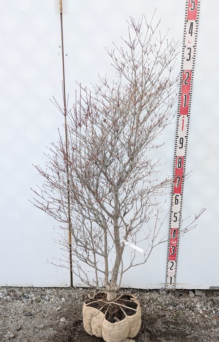 楽天市場】【現品】ドウダンツツジ 苗木 W50cm×D50cm×H100cm R711