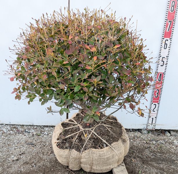 【現品】ドウダンツツジ 玉仕立て W55cm×H55cm　N546《花、紅葉が美しい庭木　苗木》