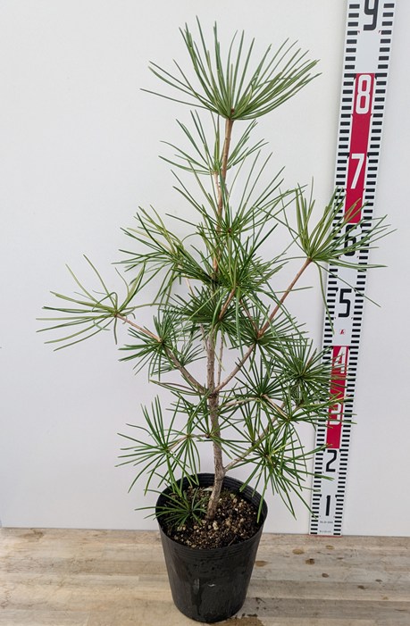 楽天市場】【高野槙（コウヤマキ）】根巻き苗 樹高0.8m前後 : 植木