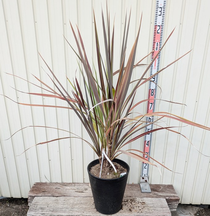 楽天市場】【現品】ドラセナ コルジリネ コーヒークラシック W110cm