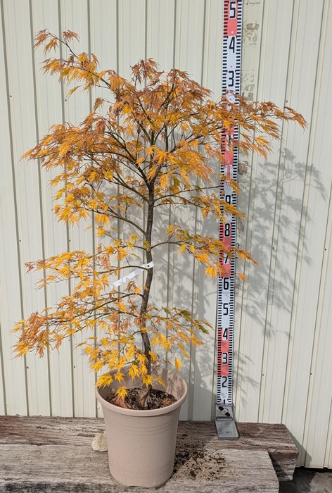 楽天市場】【現品】チシオモミジ(血汐紅葉) 苗木 樹高約1.2m A909【千