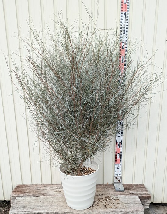 楽天市場】【現品】グレビレア ロブスタ 苗木 10号鉢植え 10015 : 千草園芸