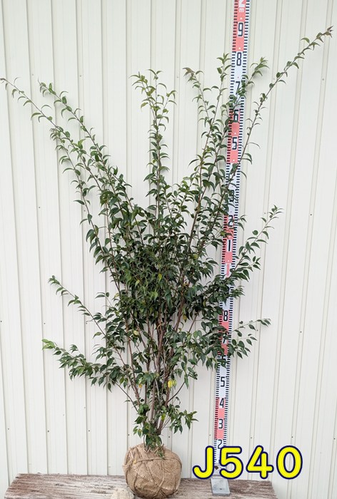 特大。極上。山採りハイノキ。 特大。極上。山採りハイノキ。