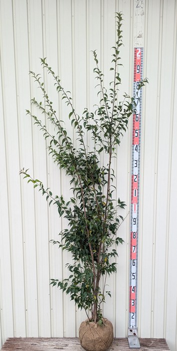 主役。。特大の極上ハイノキ。 楽天市場】【選べる現品発送】ハイノキ(灰の木) 株立ち 苗木 樹高1.5m