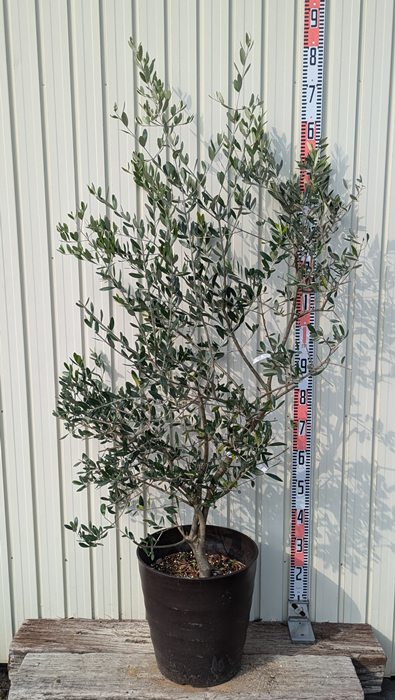 楽天市場】【現品】オリーブの木 ワッガベルダル 苗木 樹高約1.7m