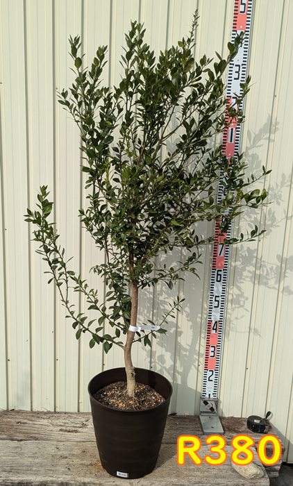 楽天市場】【選べる現品】フィンガーライム リトルルビー(レッド系