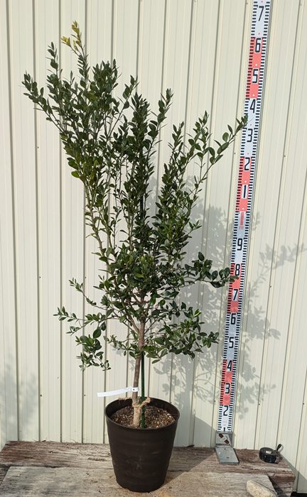 楽天市場】【現品発送P015】フィンガーライム ダーラムエメラルド 6号