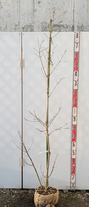 楽天市場】【現品】アオダモ 株立ち 苗木 樹高1.5m GA04 : 千草園芸