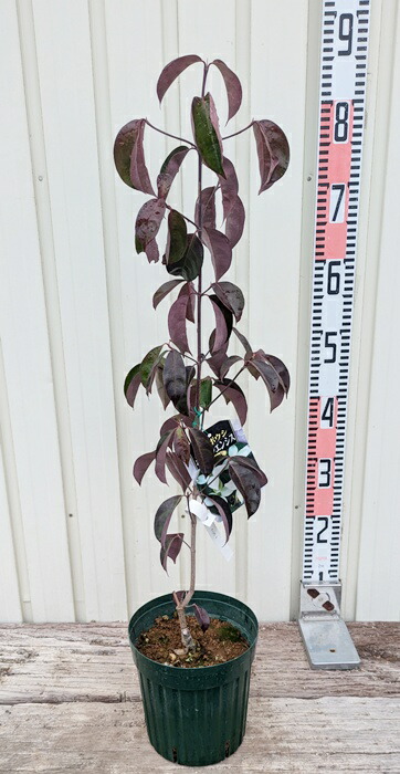 泰山木 楽天市場】【現品】四季咲きタイサンボク リトルジェム 泰山木 苗木 8