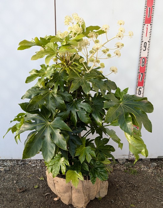 【現品】ヤツデ 　苗木　株立ち　樹高約60cm　F191