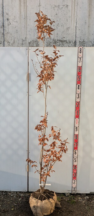 ヤマコウバシ　　/826 楽天市場】【選べる現品】ヤマコウバシ 苗木 株立ち 樹高約2.1m