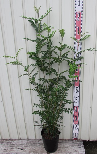 楽天市場】イチジク苗 ホワイト種 5号 苗木(J9) : 千草園芸