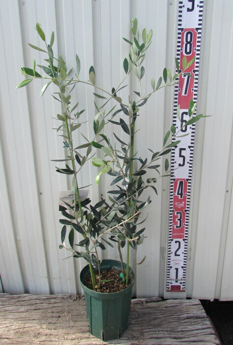 楽天市場】オリーブの木 シプレシーノ 苗木 樹高約1.1m : 千草園芸