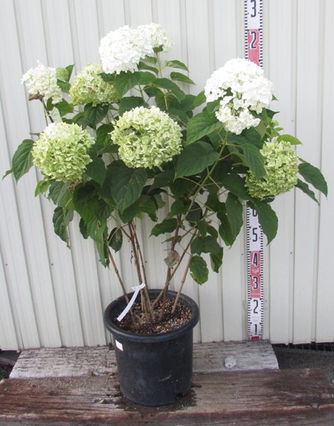 適当な価格 ジャンボアナベル インクレディボール 特大株 10号鉢植え A Blanca