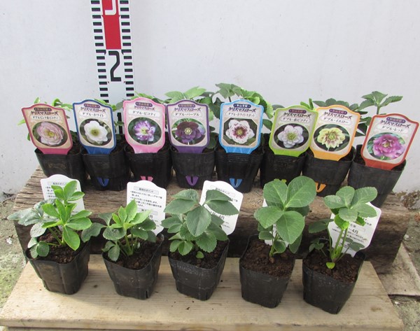 楽天市場】クリスマスローズ苗3種セット 花苗 Christmas rose