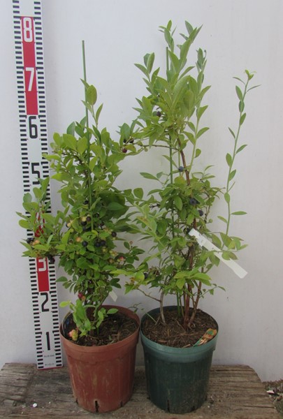 ブルーベリーラビットアイ系　11年生2本セット 楽天市場】【2品種セット/園芸肥料付き】ブルーベリー グロリア