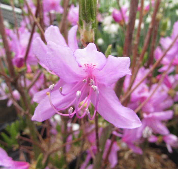 楽天市場】【現品】ミツバツツジ 苗木 樹高1.1m G551 : 千草園芸