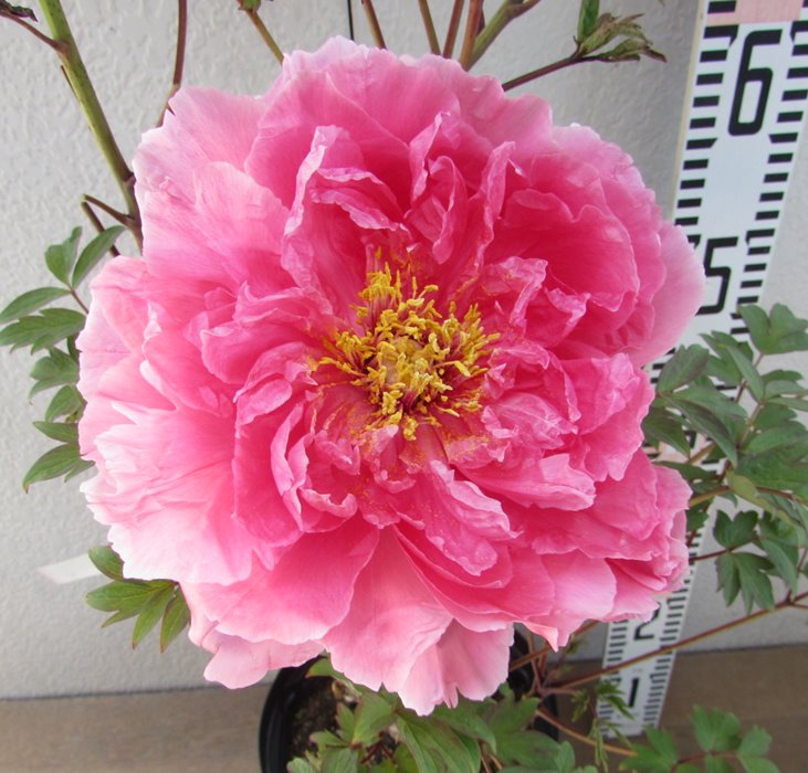 楽天市場】【花終わり】ボタン(牡丹) 苗木 ゴールデンアイルズ 8号大苗