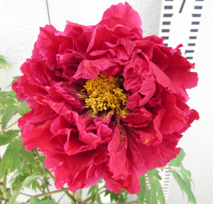 楽天市場】【現品】ボタン(牡丹) 苗木 墨の一 （スミノイチ） 8