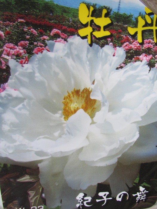 楽天市場】【現品】ボタン(牡丹) 苗木 墨の一 （スミノイチ） 8号