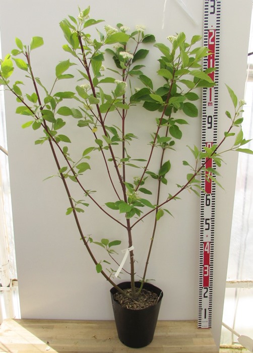 楽天市場】ネグンドカエデ フラミンゴ 苗木 4.5号(c04) : 千草園芸