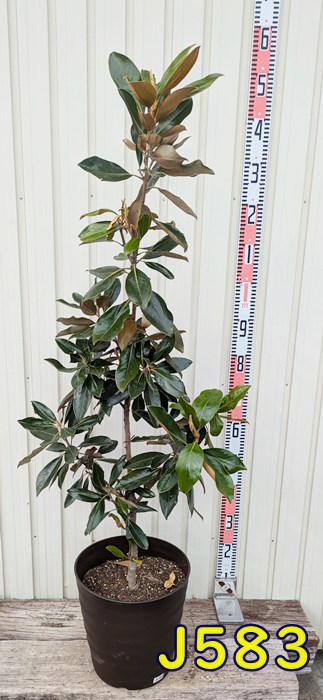 楽天市場】タイサンボク リトルジェム 3.5号ポット 挿し木苗 : エス