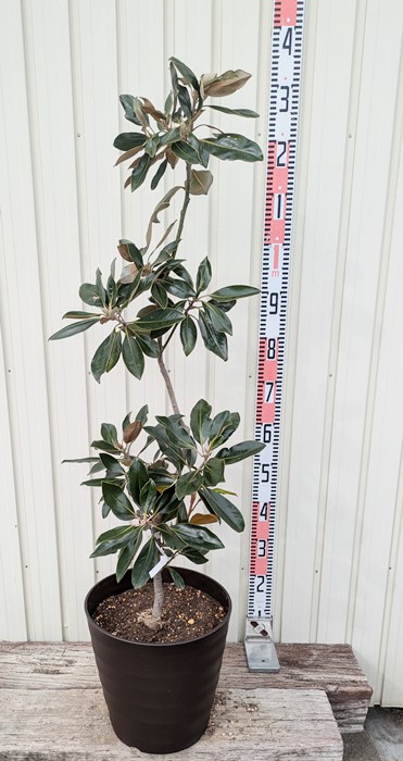 楽天市場】【現品】四季咲きタイサンボク リトルジェム 泰山木 苗木 8