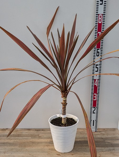 ローズマリー様　赤ドラセナ　株立ち　コルジリネ レッドスター　約120cm 01 ローズマリー様 赤ドラセナ 株立ち コルジリネ レッドスター 約120cm 01