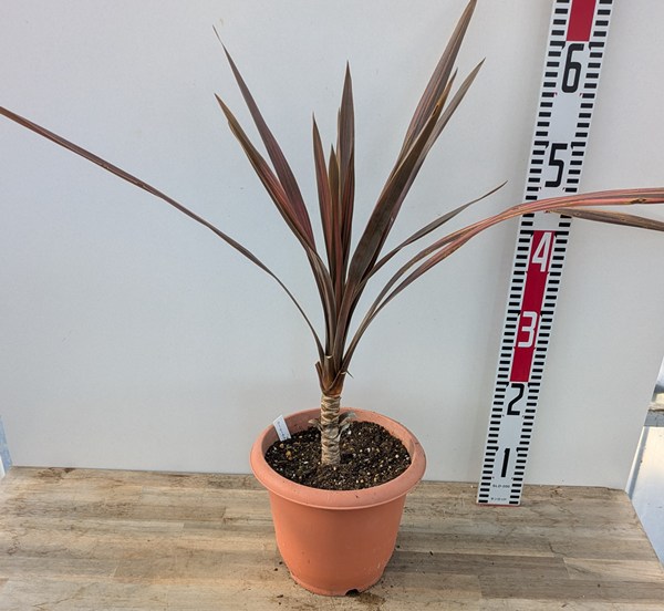 多頭株　レッドスター　コルジリネ 株立ち　赤ドラセナ　根巻　27 観葉植物 コルジリネ レッドスター 6号鉢 赤ドラセナ コルディリネ