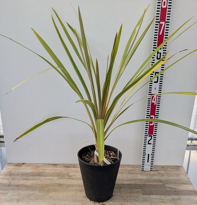 楽天市場】【現品発送】ニオイシュロラン ドラセナ樹高1.8-1.9m(根鉢