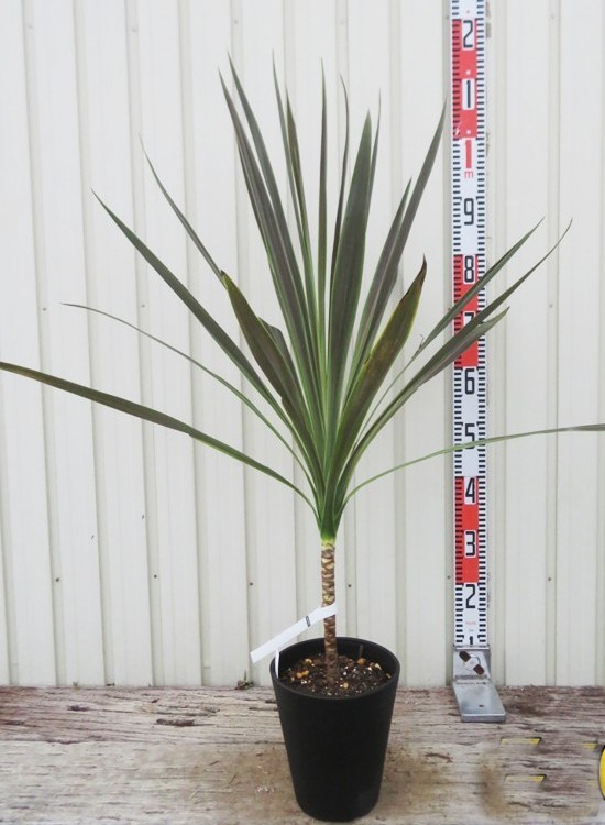 楽天市場】【現品】ドラセナ コルジリネ コーヒークラシック W110cm