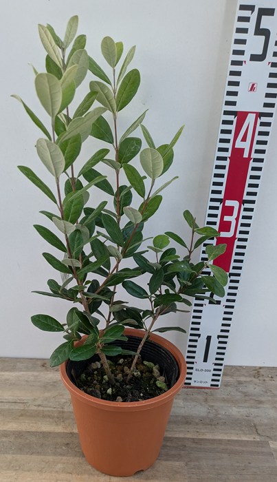 楽天市場】フェイジョア 苗木 実生苗 株立ち（2本立ち） 7号(e07