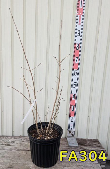 楽天市場】アオダモ 株立ち 樹高1.8〜2.0m前後(根鉢含まず) 単品